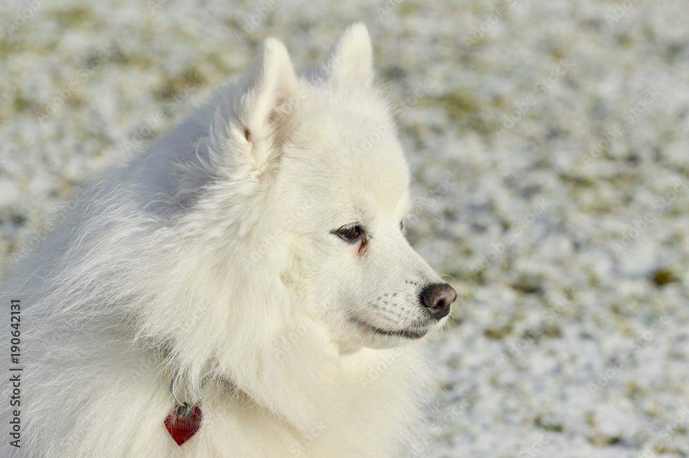 Japanese Spitz