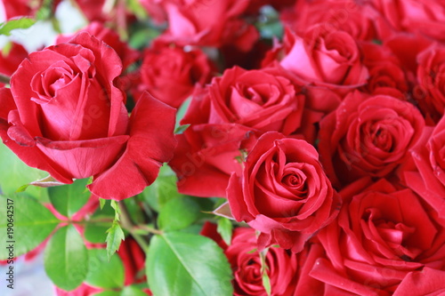 Close up of red roses