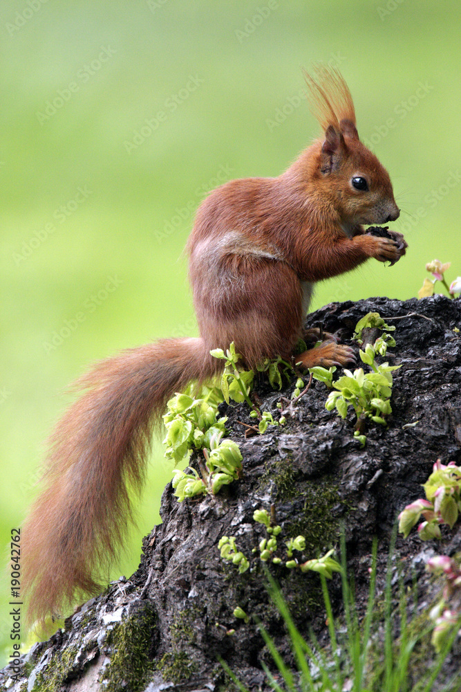 Fototapeta premium Single Red Squirrel on a tree branch in Poland forest during a spring period