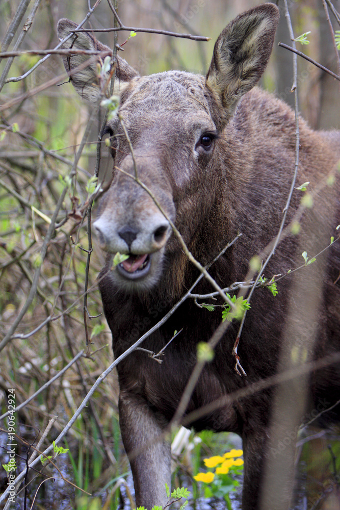 Single female Moose - Eurasian Elk – in a forest thicket near Biebrza river wetlands in Poland during a spring period Single female Moose - Eurasian Elk – in a forest thicket near Biebrza river wetlands in Poland during a spring period