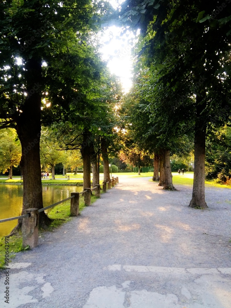 Obraz premium park, lane and tree