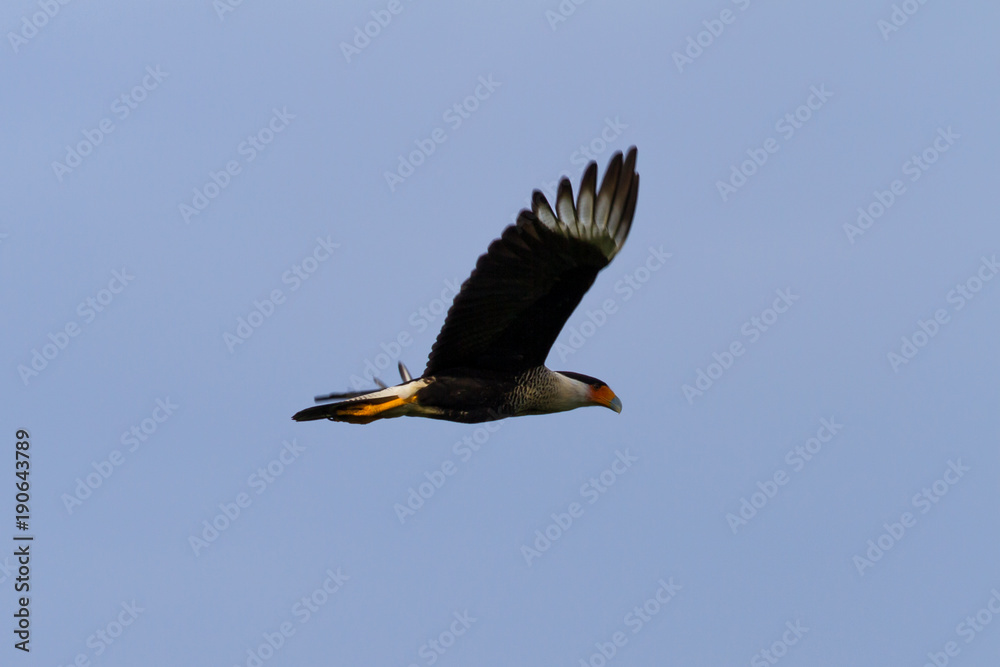 Fototapeta premium Northern crested caracara - caracara cheriway