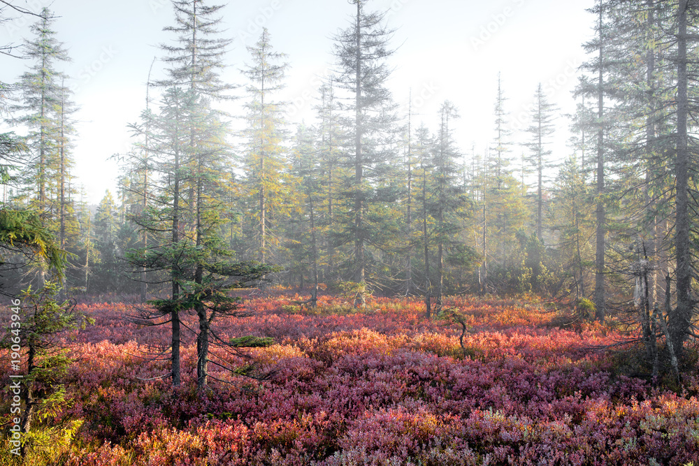 Naklejka premium Bayerischer Wald, Nationalpark