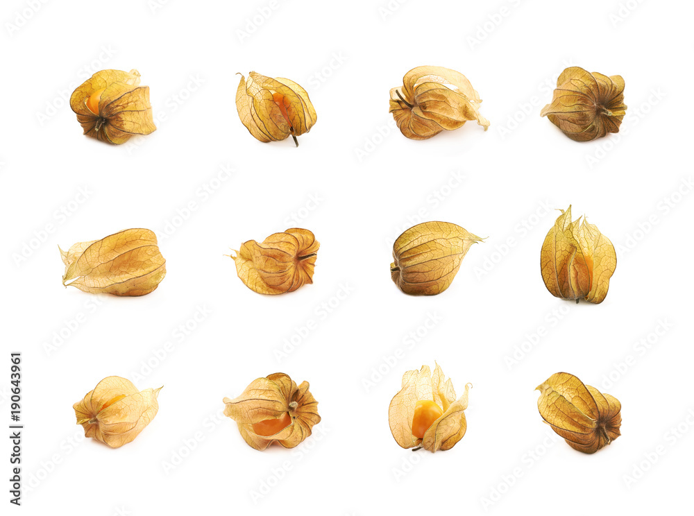 Physalis fruit berry isolated Physalis fruit berry isolated