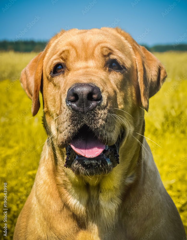 Labrador dog portrait on the grass in the field