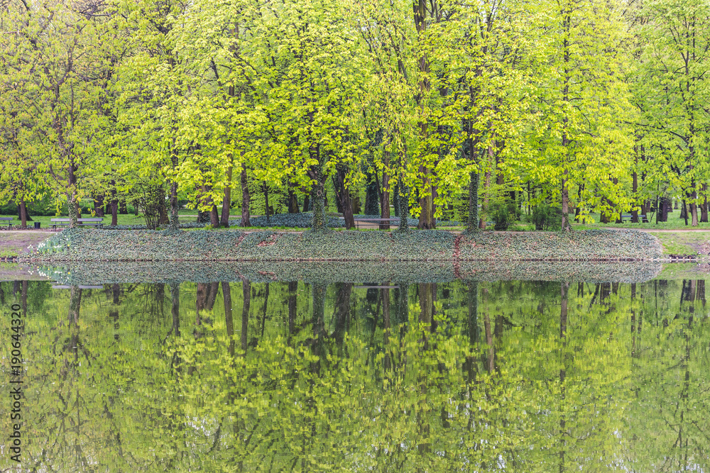 Green leaves and trees at park background image Green leaves and trees at park background image