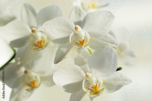 Orchid beautiful flower close up macro