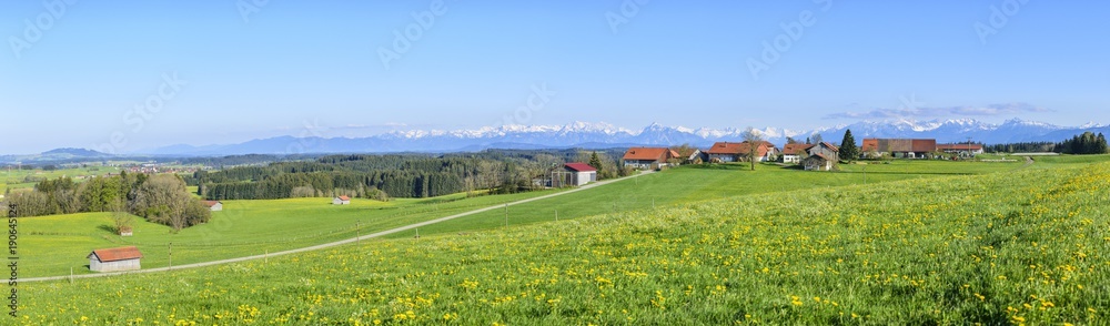 blühende Löwenzahnwiesen im bayrischen Alpenvorland