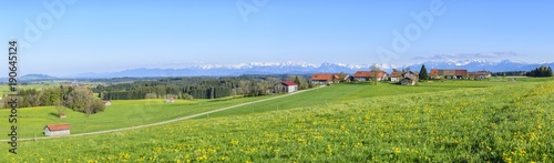 blühende Löwenzahnwiesen im bayrischen Alpenvorland