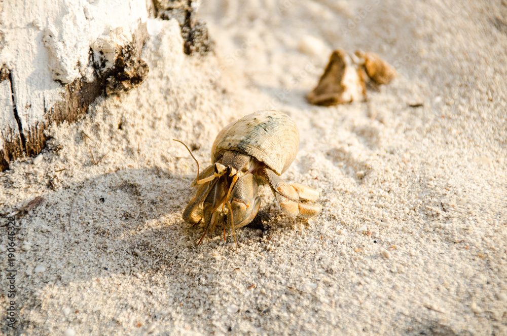 Hermit crab with out shell(lat. Paguroidea) Hermit crab (lat. Paguroidea) runs on the sand with direct sunrise at the lipe. Thailand Hermit crab with out shell(lat. Paguroidea) Hermit crab (lat. Paguroidea) runs on the sand with direct sunrise at the lipe. Thailand