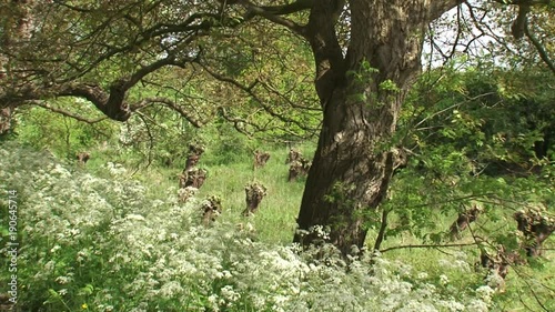 Walnut tree + blooming cow parsley (Anthriscus sylvestris) alongside the slope of a river dike + tilt down harvested willow bed. Young willow branches are harvested as material for weaving baskets photo