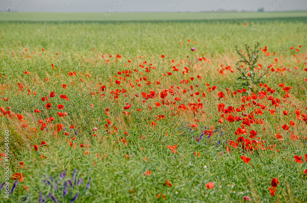Red wild flowers of Papaver rhoeas (corn poppy, corn rose, field poppy), green wild field, country side