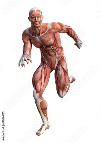 3D Rendering Male Anatomy Figure on White