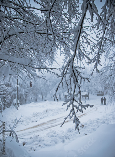 Go for a walk in the woods on a day that it's snowing © Birol