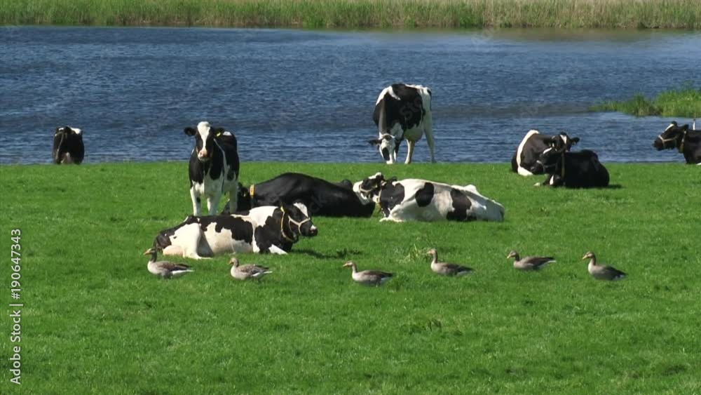 Livestock and wild geese share a pasture in Dutch river foreland. Potential disease transmission from wildfowl to livestock, poultry and humans Livestock and wild geese share a pasture in Dutch river foreland. Potential disease transmission from wildfowl to livestock, poultry and humans