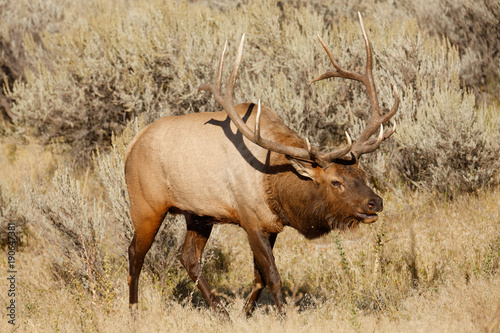 Bull Elk