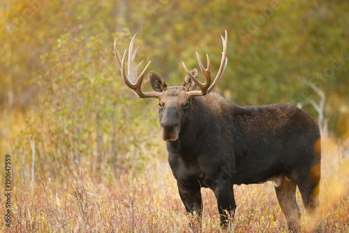 Bull Moose