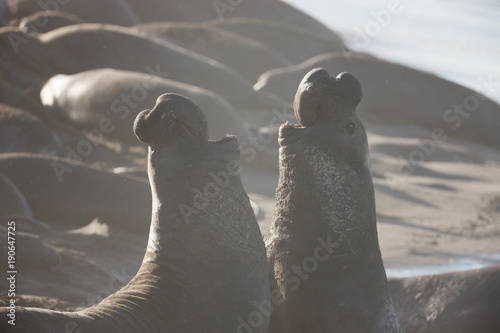 Elephant Seals