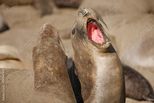 Elephant Seals