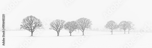 Tree Line In The Snow