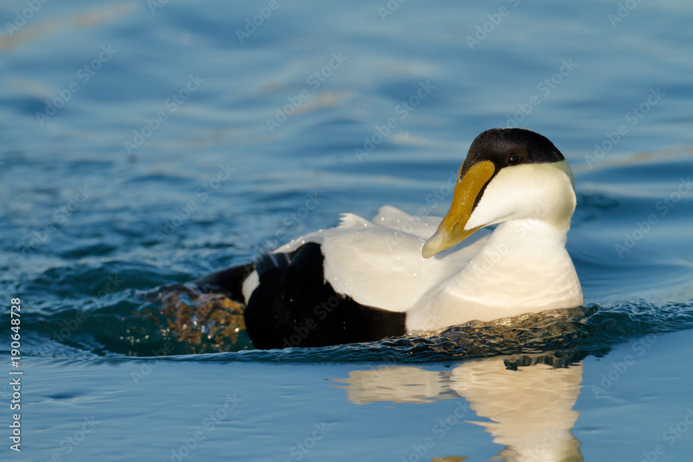 Fototapeta premium Eider Duck