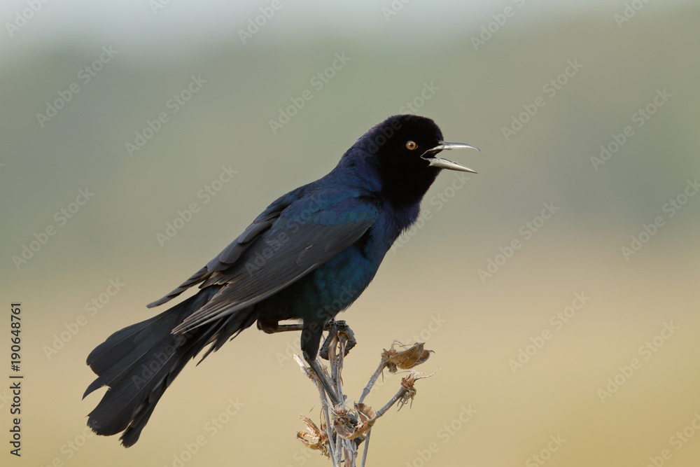Obraz premium Boat-tailed Grackle