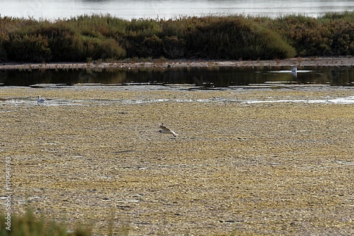 riserva naturale di vendicari, siracusa, sud della sicilia © francesco