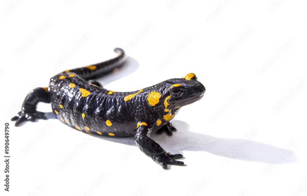Naklejka premium Jaszczurka salamandra na białym tle