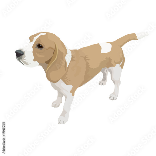 Portrait of a small cute dog. Beagle.