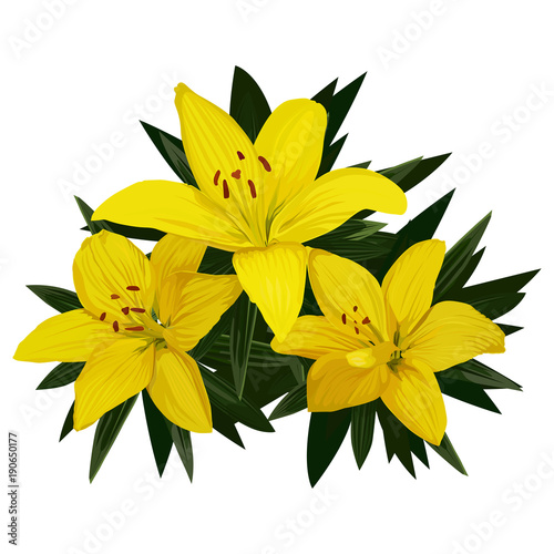 Three yellow lilies with green leaves on a white background.