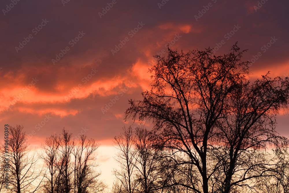 Silhouettes of trees on a sunset background.