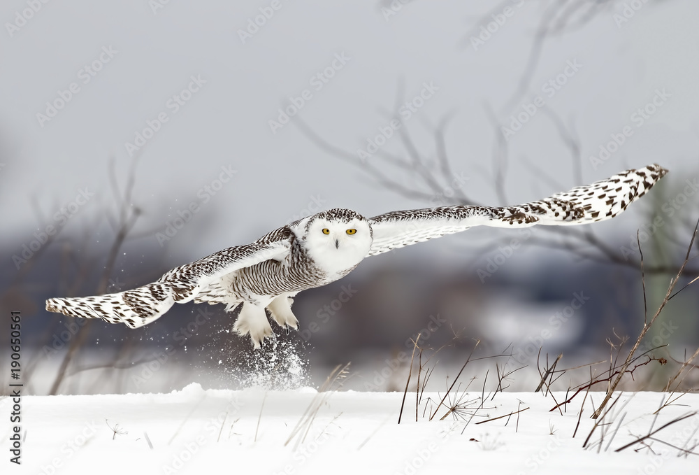 Fototapeta premium Sowa śnieżna (Bubo scandiacus) wyrusza na polowanie na zaśnieżonym polu w Kanadzie