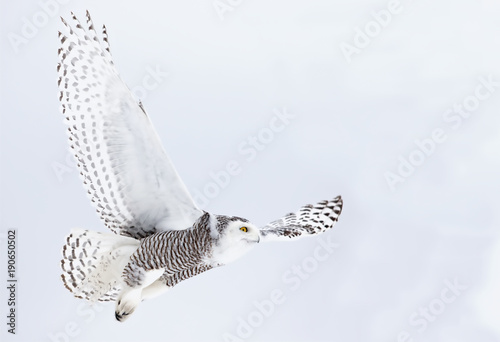 Snowy owl (Bubo scandiacus) isolated on a blue background flies low hunting over an open snowy field in Canada