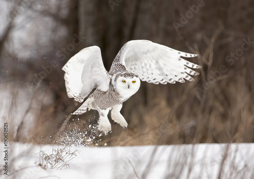 Snowy owl (Bubo scandiacus) spreads her wings to lift off to hunt over a snow covered field in Canada