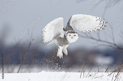 Snowy owl (Bubo scandiacus) lifts off to hunt over a snow covered field in Canada