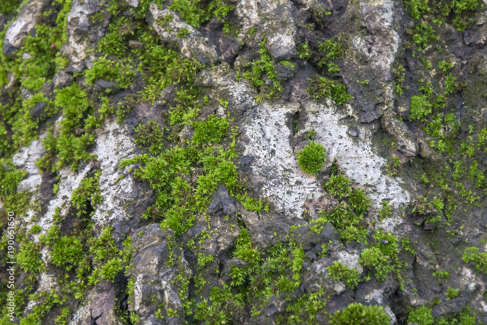 Moss on tree background. Old damp wood with green mossy texture.