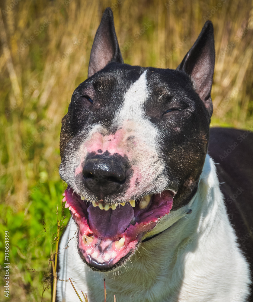 Bull Terrier Dog is smiling