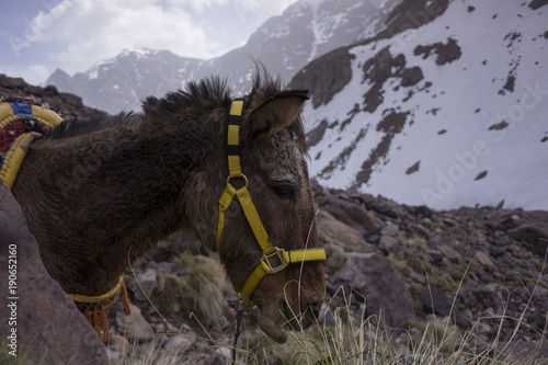 Mule in mountains in Morroco.