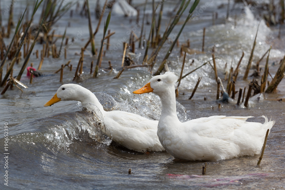 A pair of beautiful white geese swimming on Razelm Lake, Romania