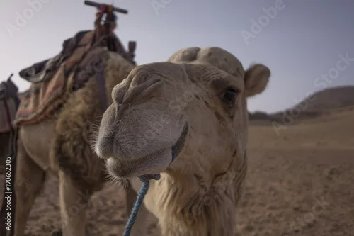 Fototapeta samoprzylepna Camel - wielbłąd na pustyni.