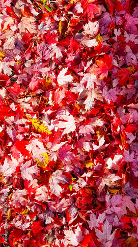 Autumn Leaves, Lake Placid, New York, USA © DILIP