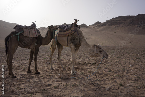 Camels