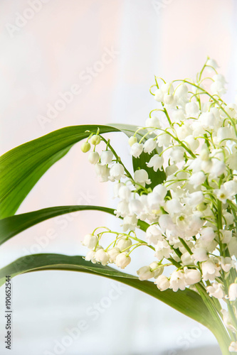 Lily of the valley flowers. Natural background with blooming lilies of the valley lilies-of-the-valley