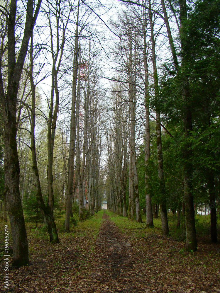 Obraz premium Pathway in the park