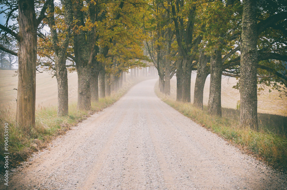 Perspective country winding dusty dirt road at Summer day with green trees at side. Vintage grainy film effect.