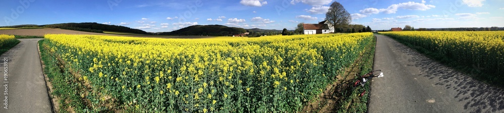 Fototapeta premium panorama of rapeseed field