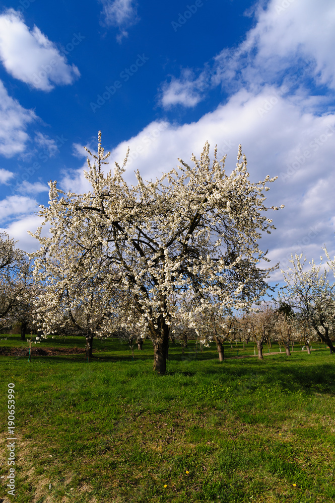 Naklejka premium Einzelner Kirschbaum in voller Blüte