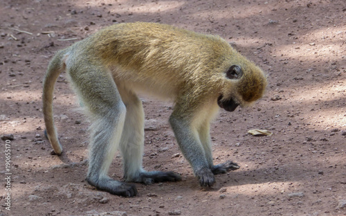 A black faced vervet monkey sits on a dirt road in Tanzania  Serengeti. Cercopithecus aethiops.