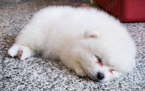 Cute White Pomeranian Puppy on Granite Background
