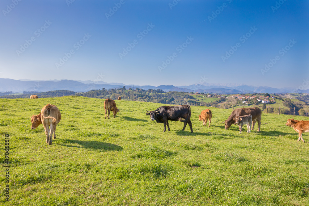 herd of brown and black cows grazing grass in the countryside of mountains in Cantabria, Spain, Europe. One looking at

